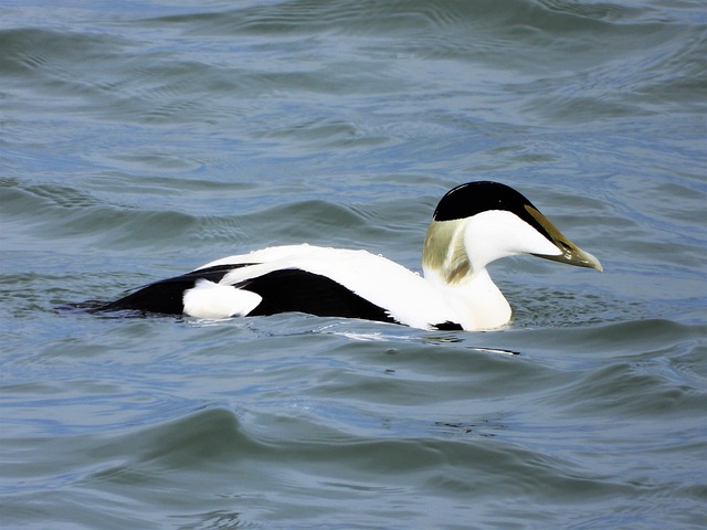Eider