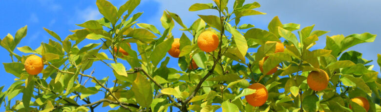 Mandarijnen Panorama