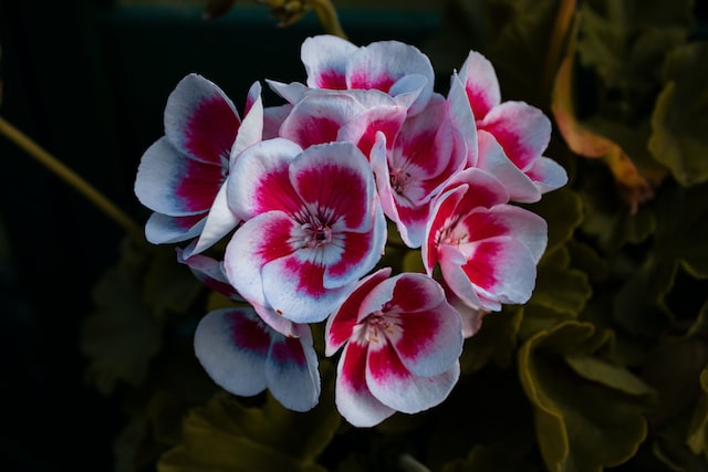 Geraniums tijdens pensioen