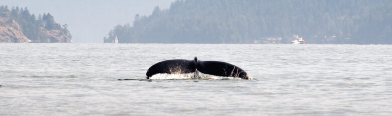 Walvis Panorama