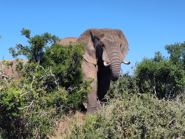 Addo Elephant Park