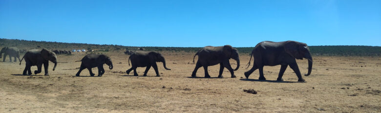 Olifanten Zuid-Afrika Panorama