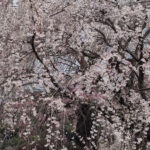 Panorama Bloesems Japan